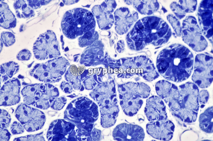 Glande salivaire semi-fine x160 - gryphea.org